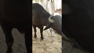 #animals #viral #shortclips #shortvideo #subscribemychannel .
