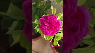 Rose De Rescht (Portland Damask Rose) Old Roses