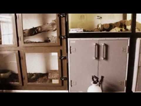 Reptile Collection 2013 (JULY)