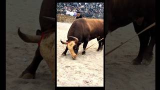 "Majestic Bull"🐂🔥Ready for an Epic Battle!" #shorts #bull #fight #epic #battle #viral #animals