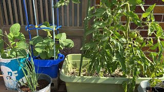 Unexpected pitfalls in growing in pots! Here's why summer vegetables wither! How to grow summer v...