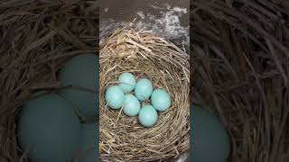 Sign of Spring: 6 bluebird eggs