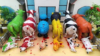 Wadidau ‼️ Proses Sapi Lucu Melahirkan Cesar, Simulasi Potong Sapi Qurbani, Idul Idha.