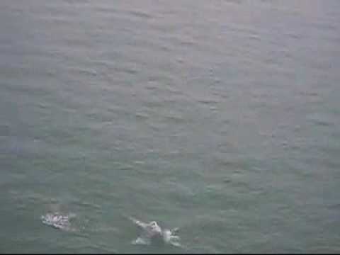 Flying Stingray