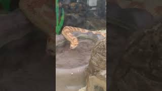#snake, #snakeshort, #snakelove, #petsnake, #bekind, #yellowcornsnake,