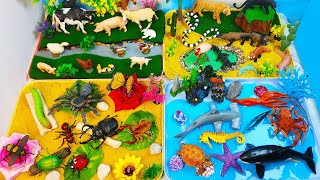 Huge 4 habitats Animal diorama- Learn Names of Farm Wild  Sea animals plus Insects-Preschool project