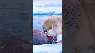 Walrus VS Polar Bear on Ice! - Blondi Foks