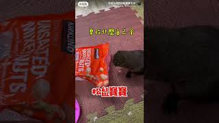 想吃什麼自己拿的饅少爺～#松鼠寶寶#堅果#愛吃#먹는 것을 좋아해요#食べるのが大好き#pets