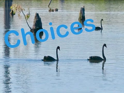 Choices [swans]
