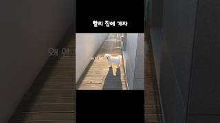 빨리 집에 가자 #shorts
