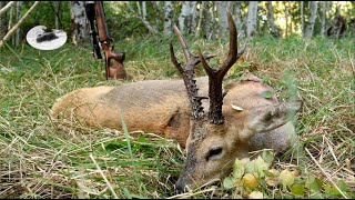 HUNTING SYBERIAN ROEBUCKS IN KAZAKHSTAN