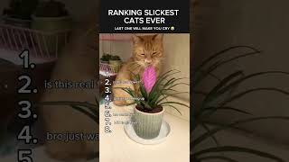 “Slickest Cat Ever? This Cool Kitty Has Moves Like No Other!” #coolcat #cats #catshorts #slickcat