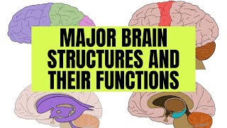 Major Brain Structures and Their Functions