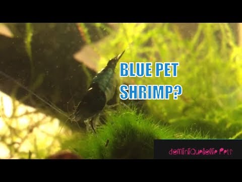 A SHRIMP BEING A SHRAMP (our coolest blue shrimp)