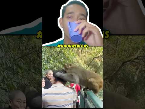 Monyet Yang Dikira Lucu Ternyata 🙊⁉️ #funnyshorts