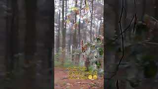 #Suasana Saung di Hutan Pinus???🤔🤔🤔#Perhutanan pinus#Perkebunan Kopi#Keindahan Alam