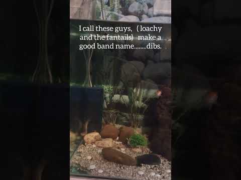 my fish tank.