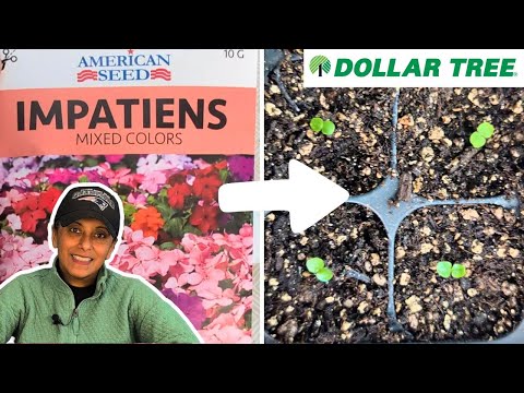 Impatiens Seedling Care | Potting Up Dollar Tree Impatiens | Grow Impatiens From Seed