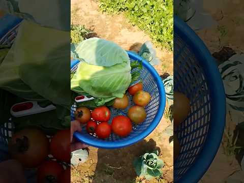 Today harvest 😃#gardening #shortvideo