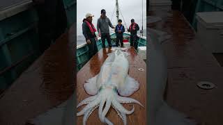 We Caught a Giant Squid You Won’t Believe the Size #giantsquid #fishing #fish #seacreatures #seafood