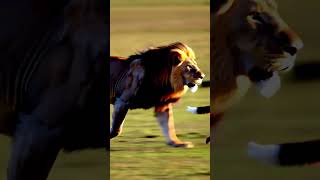 #Lion#Lions#KingOfTheJungle#BigCats#Wildlife#AfricanLion#Roar#SavannahKing#LionLife#LionLove #foryou