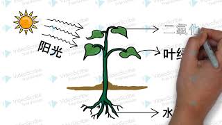 什么是光合作用？【莫听老师讲课】