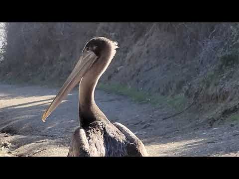 Itchy Pelican at Ano Nuevos State Park