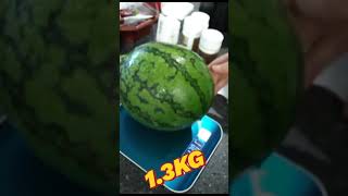 힌남노 태풍소식에 텃밭에서 키운 🍉 언능 수확해서 보관했다 차례상에 올렸어요🥳#텃밭가꾸기#추석#차례상#수박#행복#감사💕