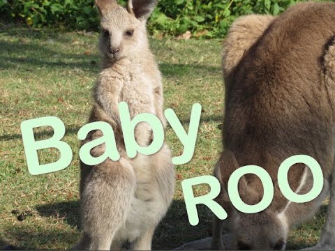 baby kangaroo