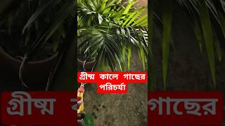 গাছের পরিচর্যা • গাছের যত্ন #shorts #shortsvideo #গাছেরপরিচর্যা #গাছেরযত্ন #chadbagan