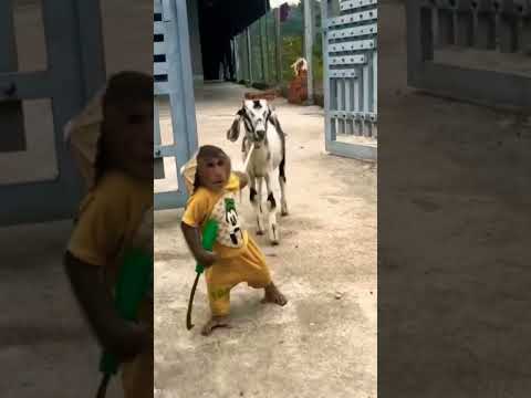 Funny Monkey 🐒🤣😅 #laughoutloud #trending #chinesecomedy #shorts