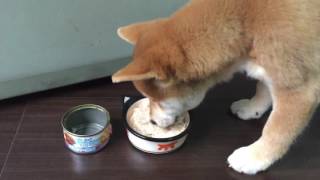 寵物主義 美味關係罐雞肉熱狗