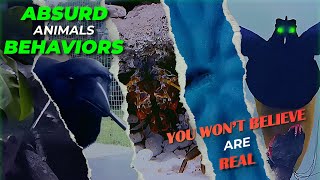 🚀 5 Absurd Animal Behaviors You Won’t Believe Are Real 🐠🦜🦑