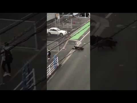 街中でイノシシがサラリーマンにアタック