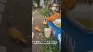 チャボ家族の朝庭散歩③　ひよこたち大きくなって、親と子の距離感が少しずつ広がってます。#鶏 #チャボ #家族 #つぶら農園 #田舎暮らし #自給自足