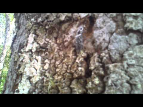 I saw this bug at bull creake