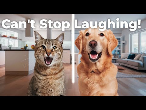 Cat ultimate bloopers! 猫!