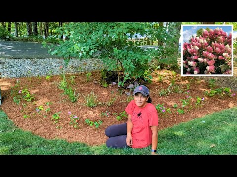 Underplanting A Hydrangea With Companion Plants