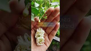 How to make Jasmine essential oil at Home | Juikari's sustainable lifestyle | #shorts #youtubeshort