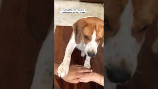 Hand on challenge accepted #shorts#dog #youtubeshorts #viralshorts #pets #trending #youtubegrowth