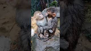 #monkeys #Monkeysad #Monkeyson
