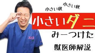 【獣医師解説】ダニDani！ダニを発見したときに考える４つの事。