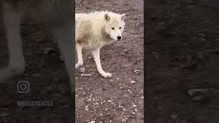#arcticwolf #eureka #nunavut #youtubers #foryoupage