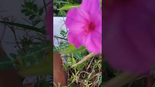 #shorts #youtubeshorts #shortvideo #flower #mohinisong