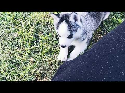 puppy hangout