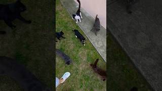 #cat  #funny #funnycats #cutecat #funnycat #catlovers #petlovers #cats #viralcats #viral #catshorts