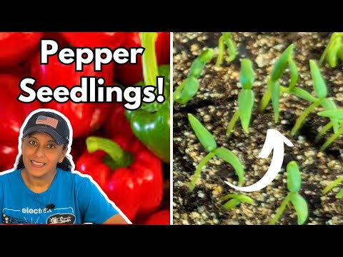 Pepper Seedling Care | Potting Up Pepper Plants || Budget Gardening