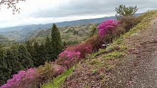 ワンキャン日記、花咲く弥高山へ山歩