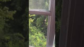 Bugs in the South 😂😂 #downsouth #funnyshorts #fyppppppppppppppp  #lmao