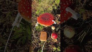 Will this mushroom sing? What does it sound like to you? PlantWave detects slight changes in